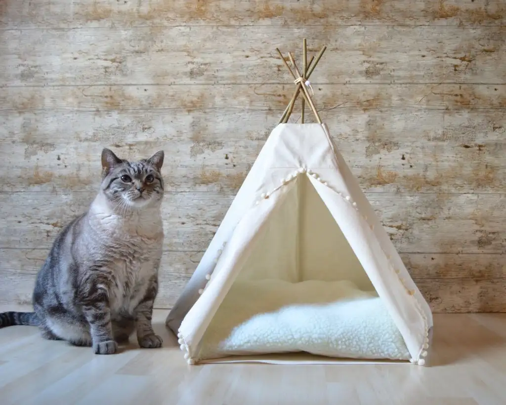 kk kedi (1).webp