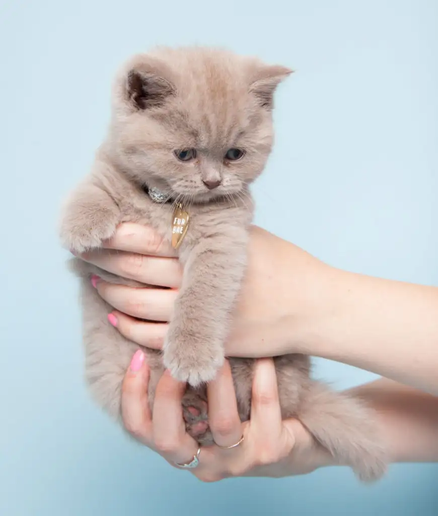 kk kedi (1).webp