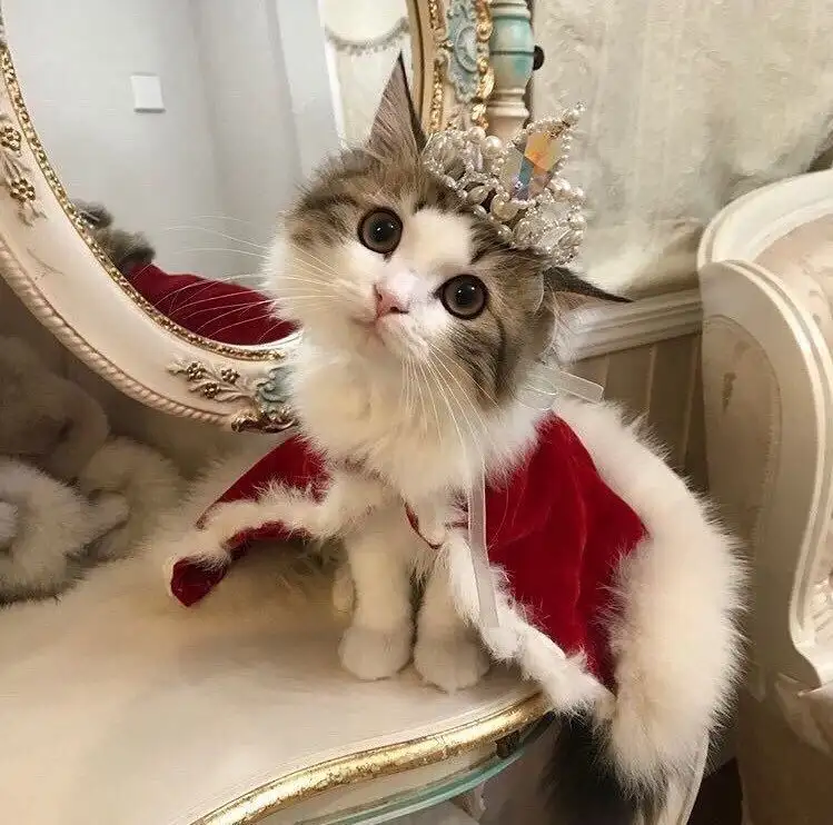 kk kedi (11).webp