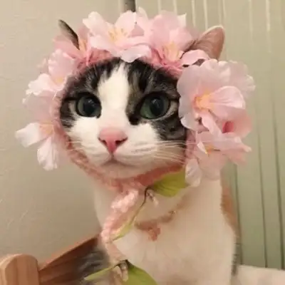 kk kedi (13).webp