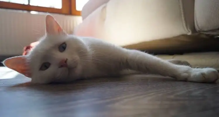 kk kedi (15).webp