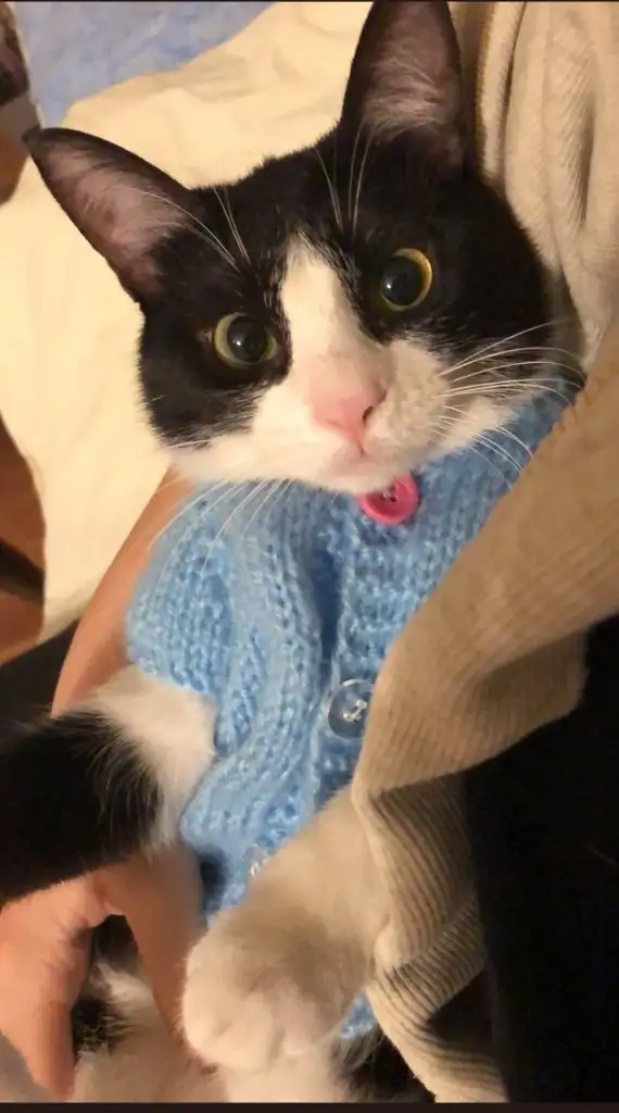 kk kedi (16).webp