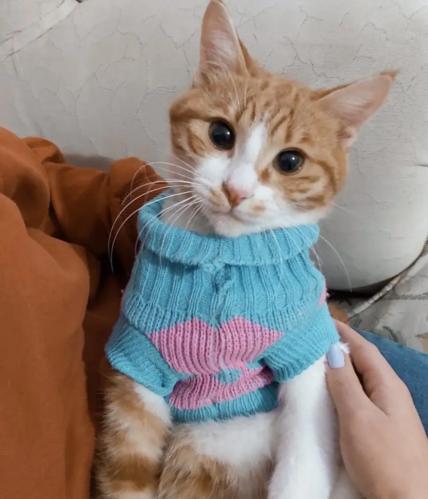 kk kedi (18).webp