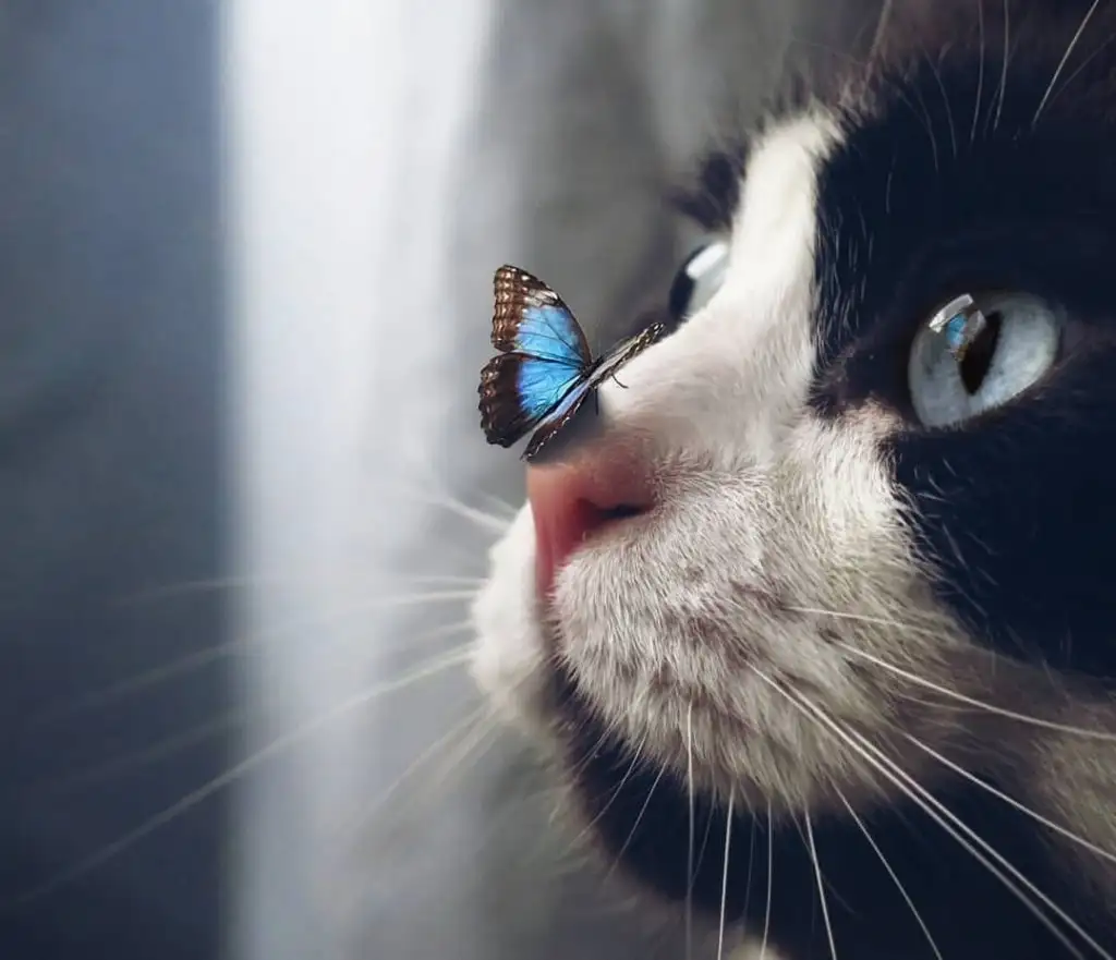 kk kedi (2).webp