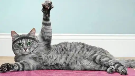 kk kedi (2).webp