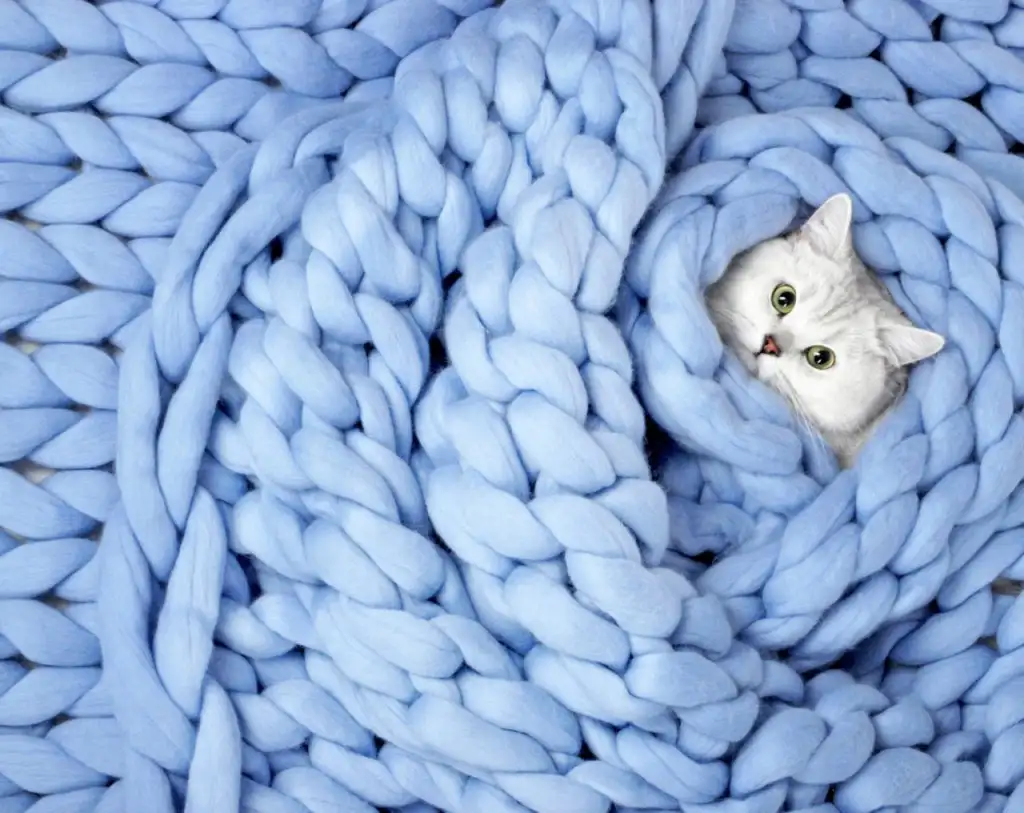 kk kedi (2).webp
