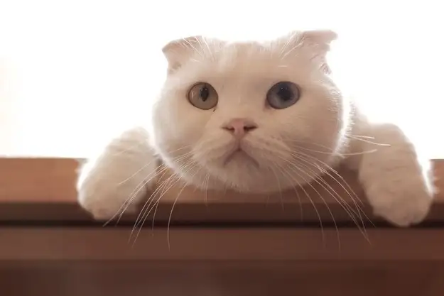 kk kedi (2).webp