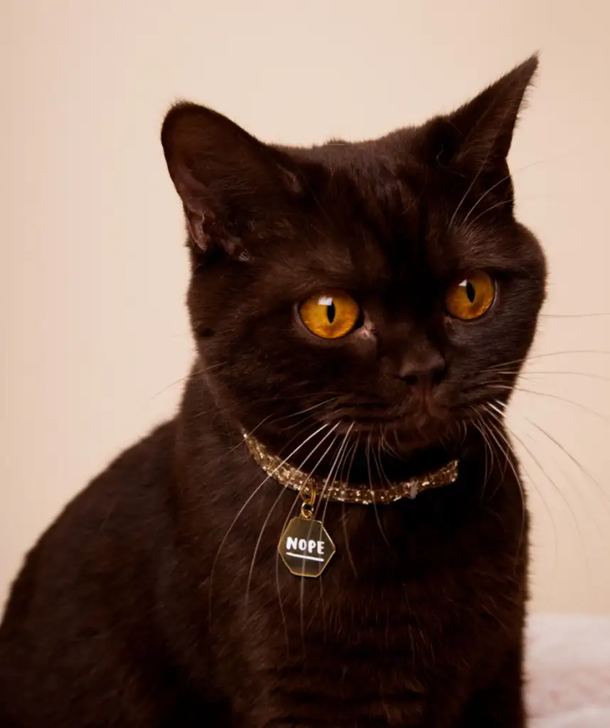 kk kedi (2).webp