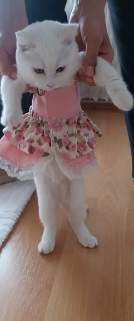 kk kedi (20).webp