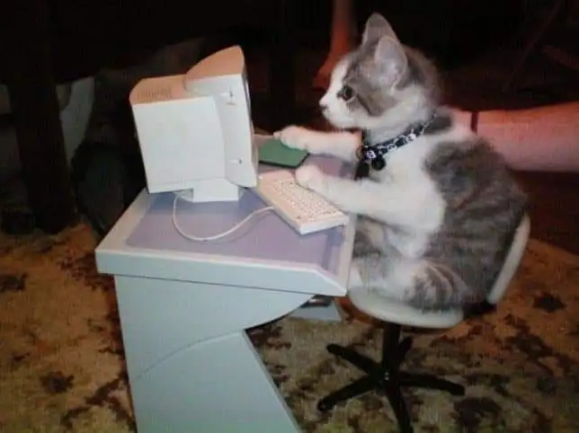 kk kedi (24).webp