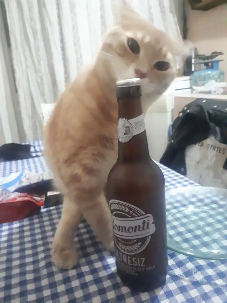 kk kedi (25).webp