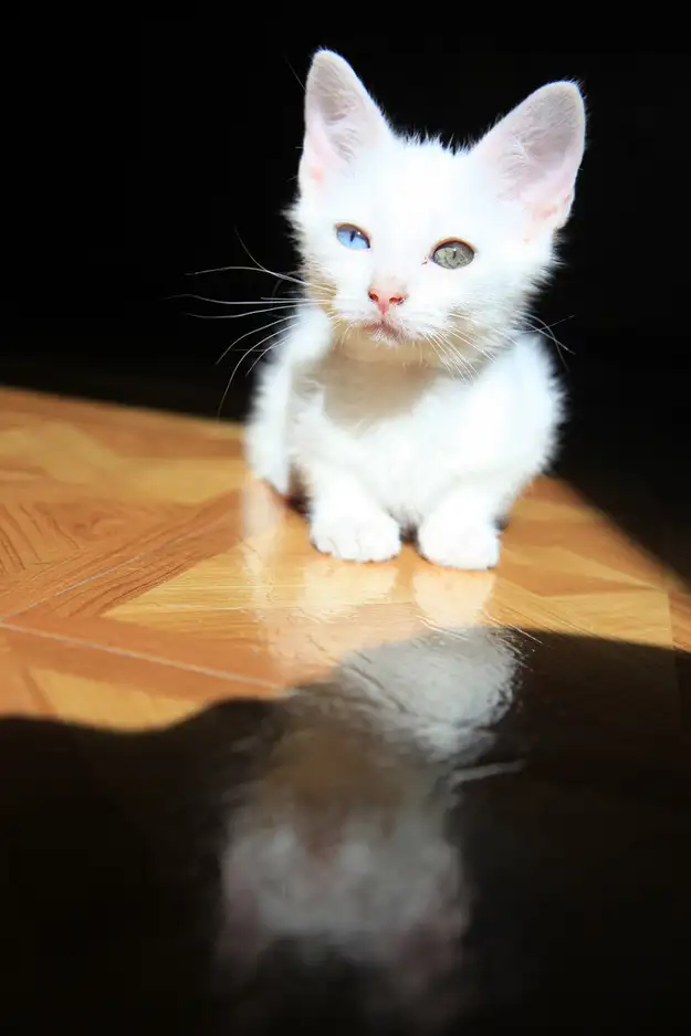 kk kedi (26).webp
