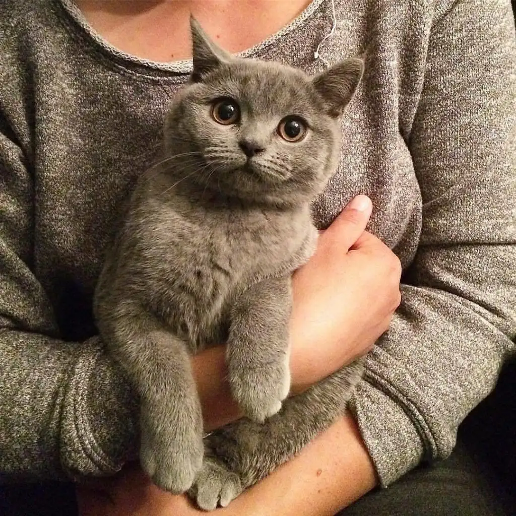 kk kedi (4).webp