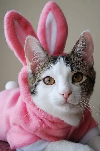 kk kedi (4).webp
