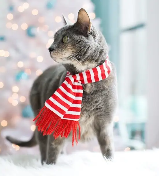 kk kedi (6).webp