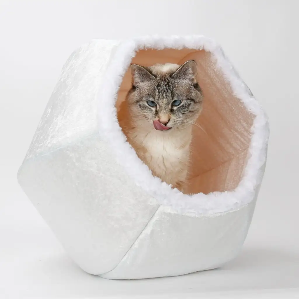 kk kedi (6).webp