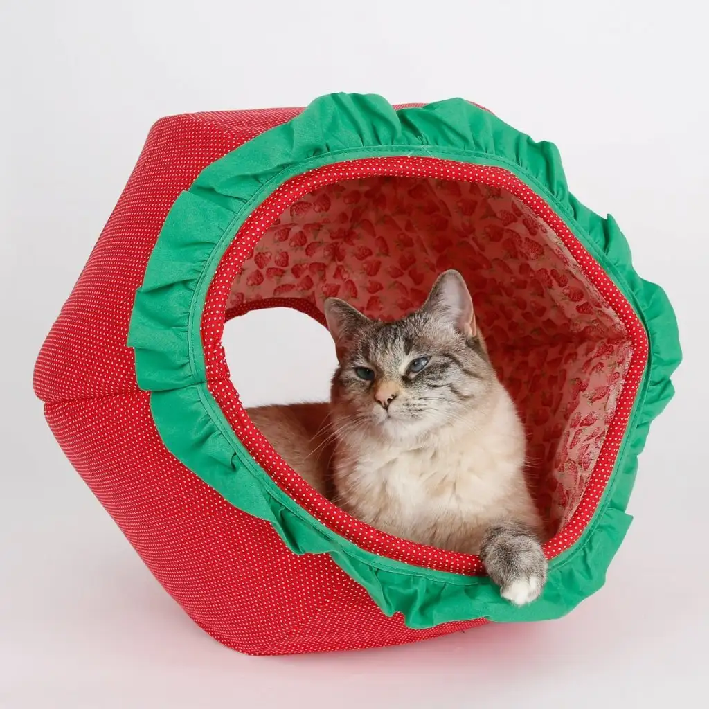 kk kedi (7).webp