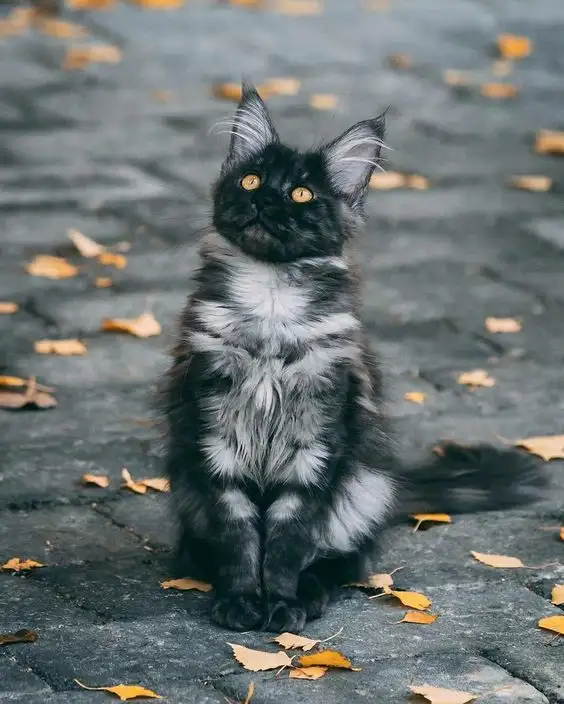 kk kedi00.webp