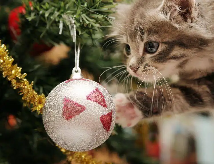 kk kedi00.webp