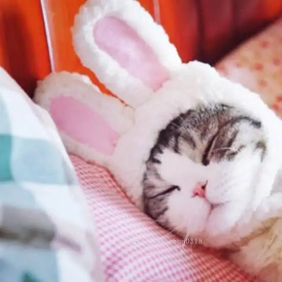 kk kedi03 (1).webp