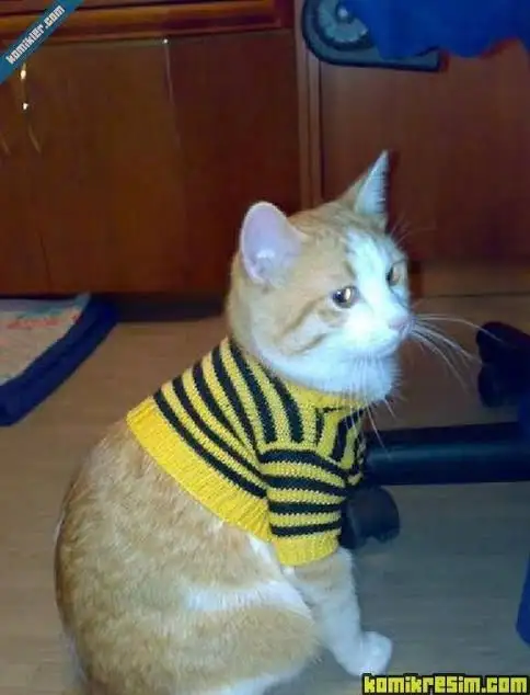 kk kedi03 (2).webp