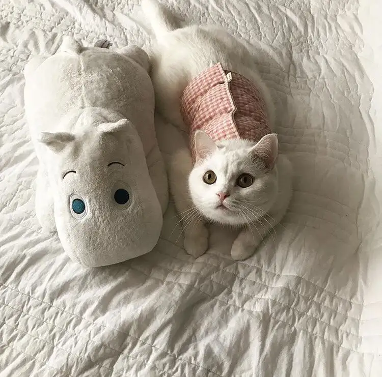 kk kedi1.webp