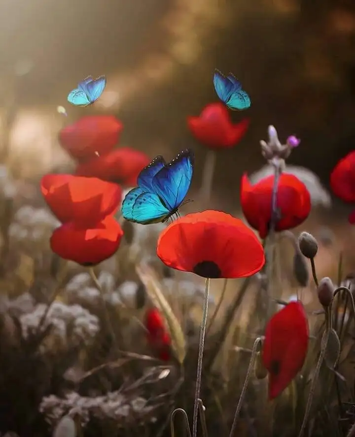 kk kırmızı (9).webp