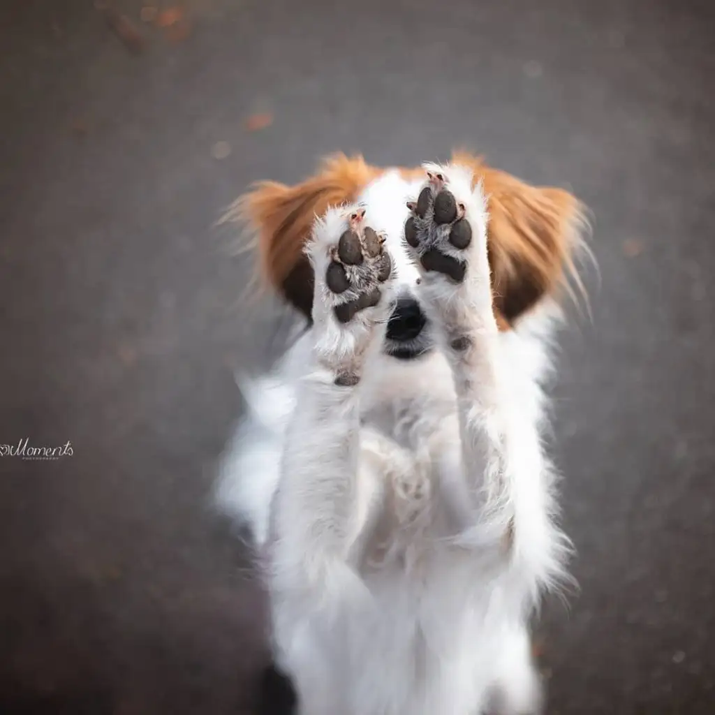 kk köpek (1).webp