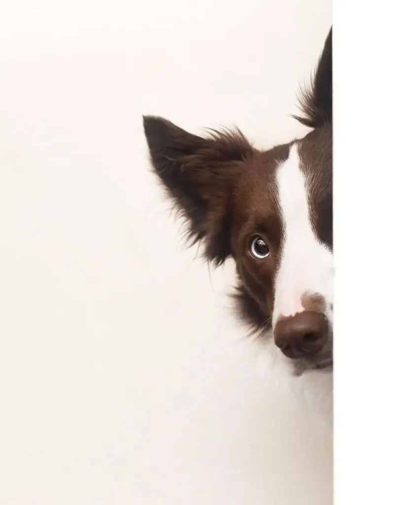 kk köpek (2).webp