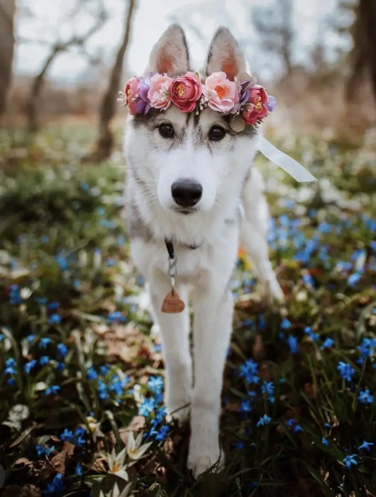 kk köpek (3).webp