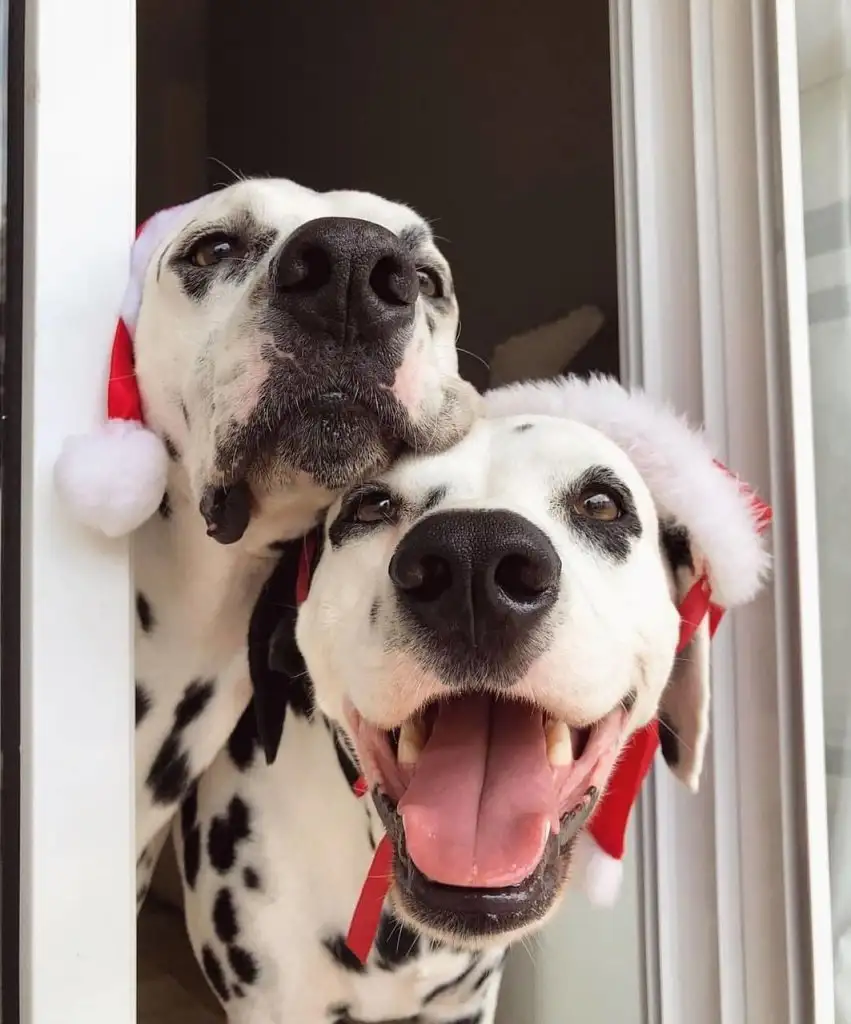 kk köpek (7).webp