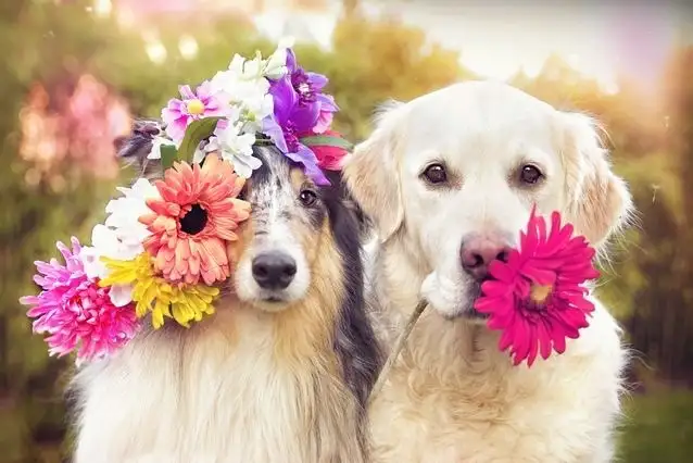 kk köpek (8).webp