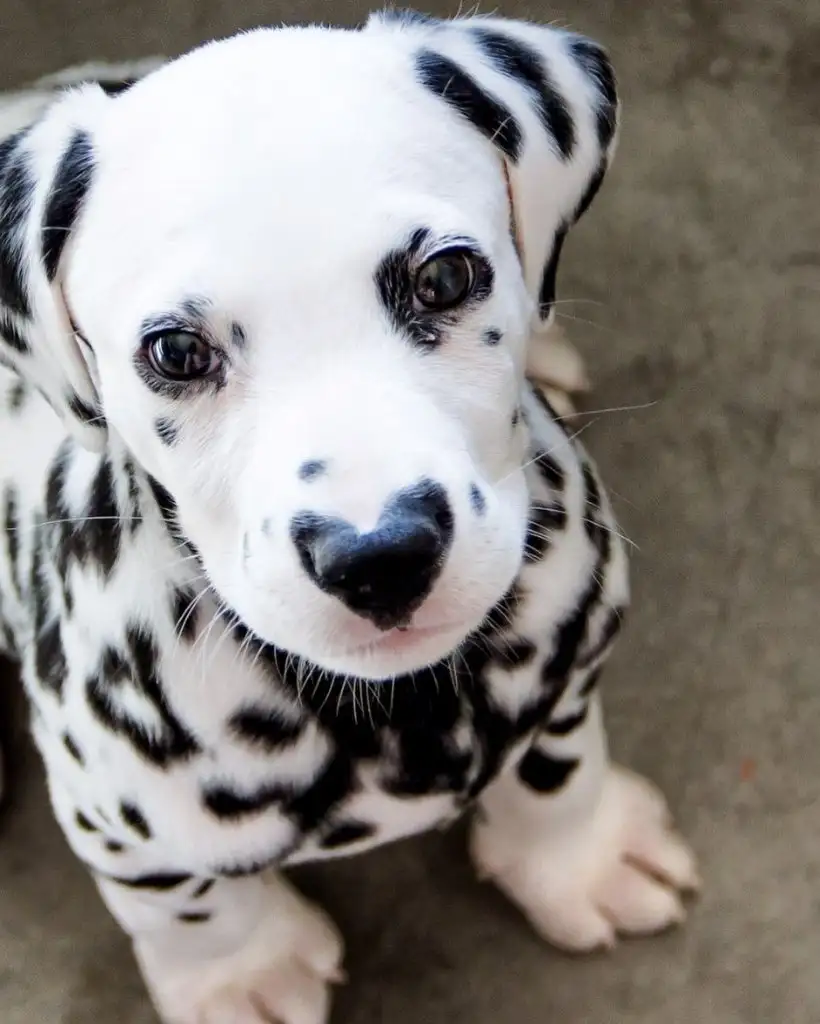 kk köpek9.webp