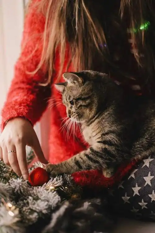 kk noel (1).webp