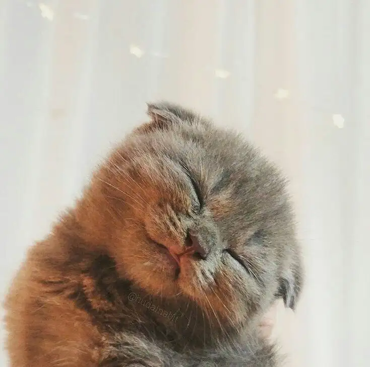 kk2 (12).webp