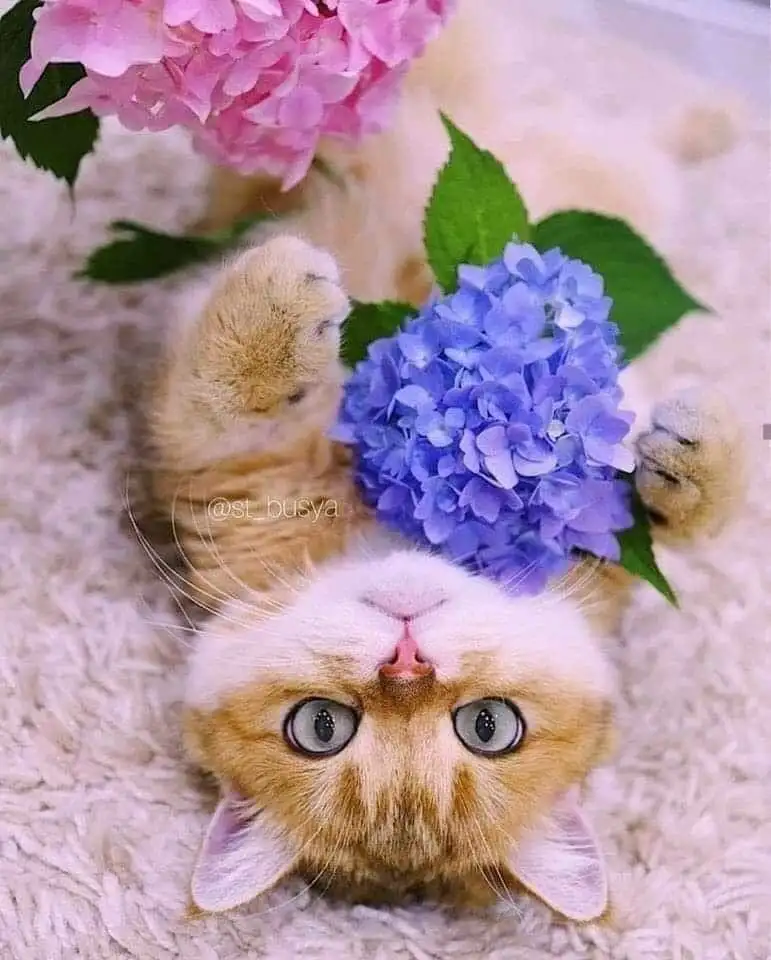 kk2 (8).webp
