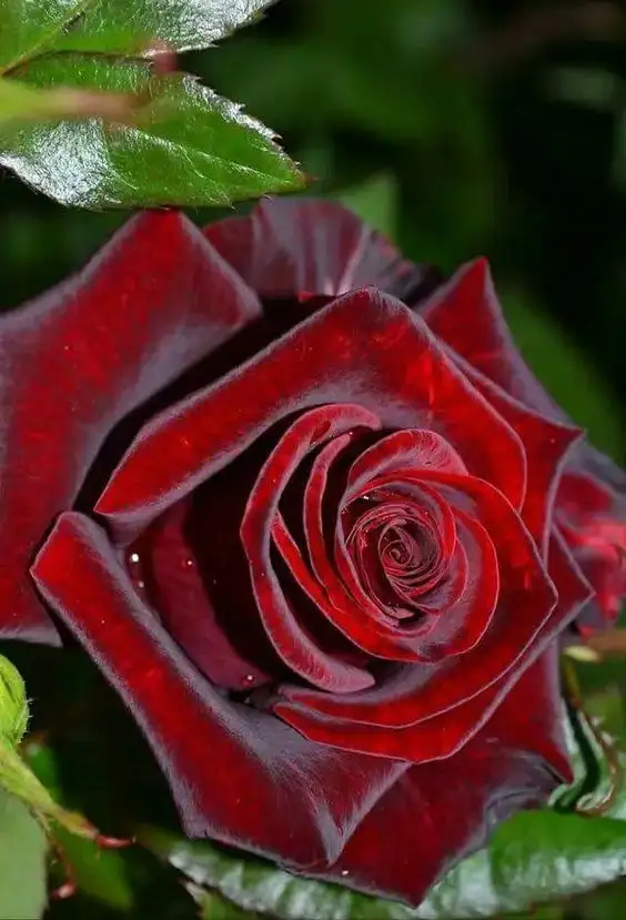 kk8 (9).webp