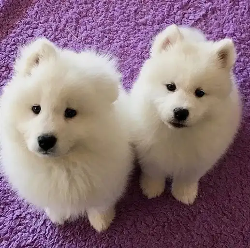 kkdog (1).webp
