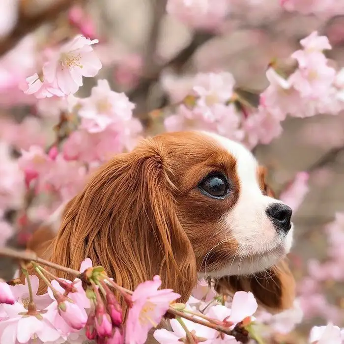 kkdog (2).webp