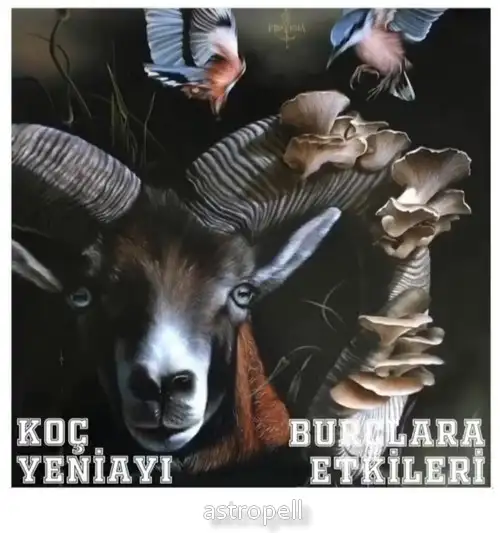 koç yeniayı 22 (1).webp