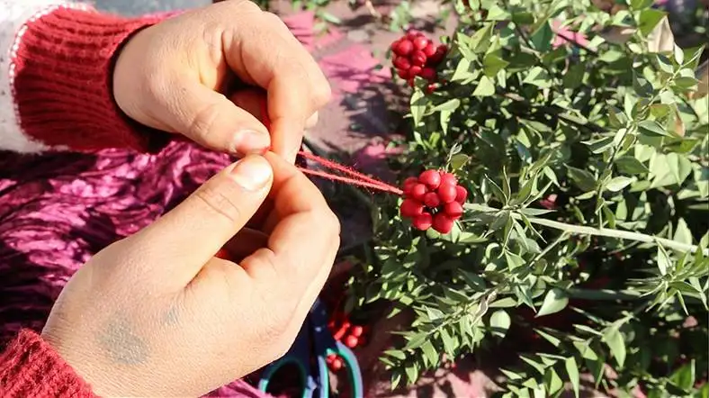 Yılbaşı dilek çiçeği kokina nedir? | Kadınlar Kulübü