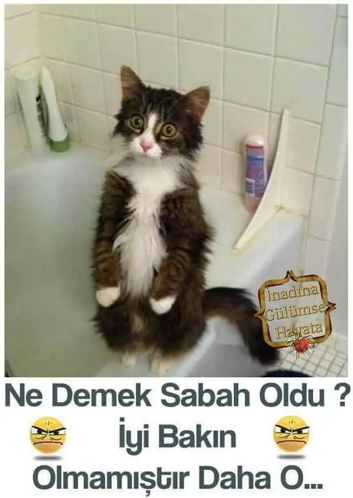 komik-gunaydin-mesaji-indir.webp