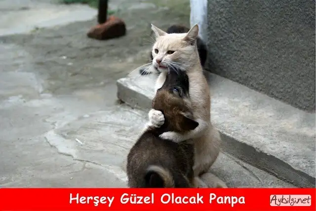 komik-karma-film-spor-capslari-05.webp