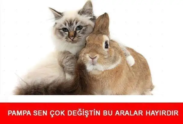 komik-kedi-capsleri-1.webp