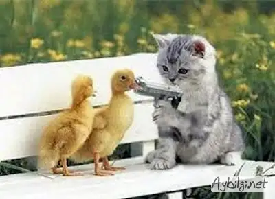 komik-kediler-gulunc-kedi-fotograflari-05.webp