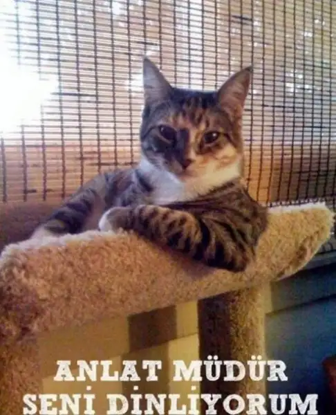 komikkedi-caps-mudur.webp