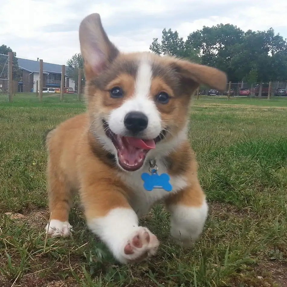 köpek (1).webp