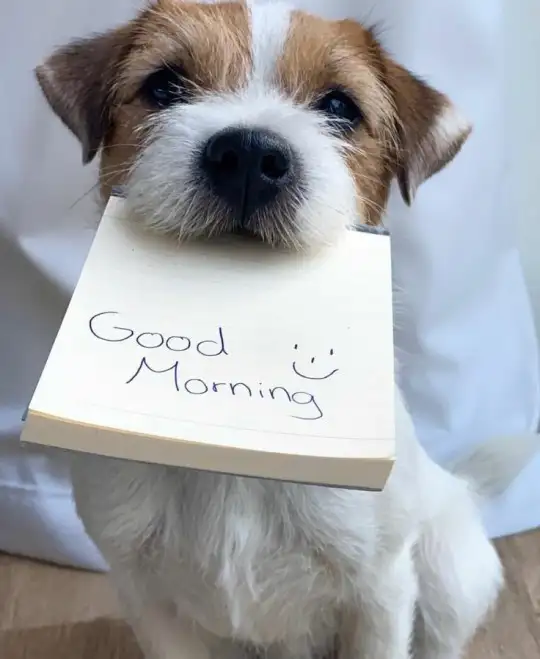 köpek (1).webp