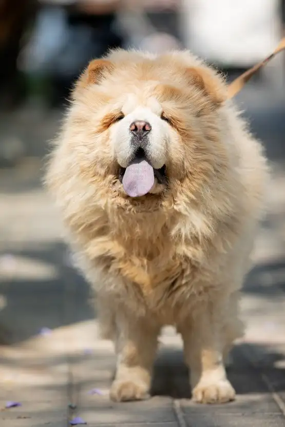 köpek (1).webp