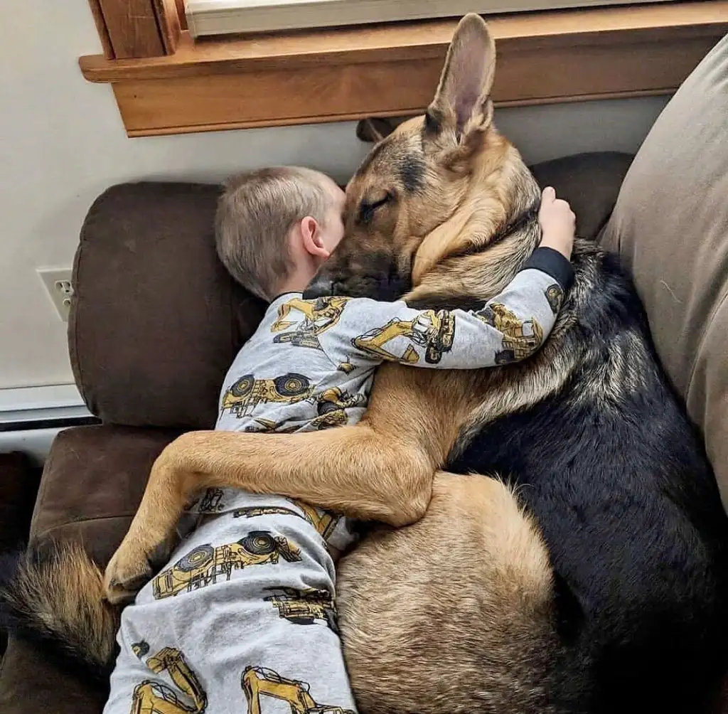 köpek (2).webp